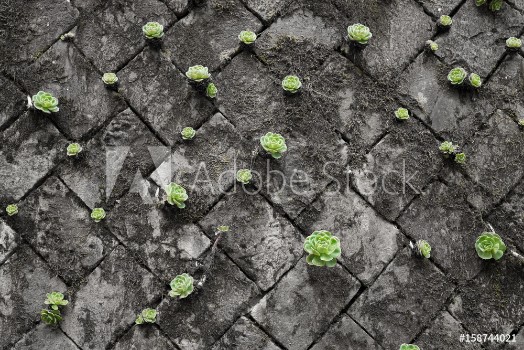 Picture of bright green succulents on black and white grey wall made by stone block growing from cracks and spaces on the wall Green wall for green life 
